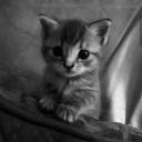 catraction Discord Server Banner