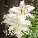 Flōsculival Discord Server Banner