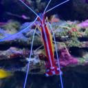 European Aquatics Icon