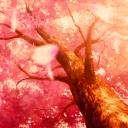 Sakura Garden Discord Server Banner