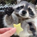 Pedro 🦝🖤 • SFW • Discord Server Banner