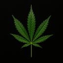 Cannabis Community Discord Server Banner