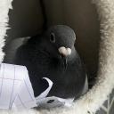 Modern Pet Pigeon Society Discord Server Banner