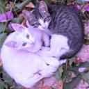 Nyx's Point Discord Server Banner