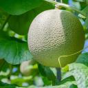 めろん鯖🍈 / Meron server Discord Server Banner