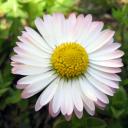 Grace's Haven Discord Server Banner