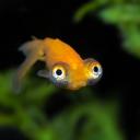 fishy pond Discord Server Banner