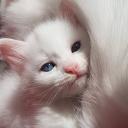 Sugar daddy Discord Server Banner