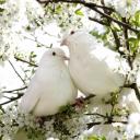 PROMISE DOVE 16+ SFW Discord Server Banner