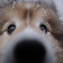 Furryframe Discord Server Banner