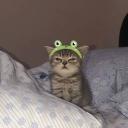 Dedikodu Krallığı Discord Server Banner