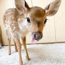 Whimsy Discord Server Banner