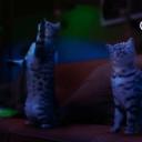 PARTY P1SSERS Discord Server Banner