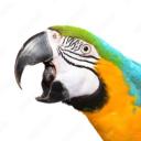 Parrot Planet Discord Server Banner