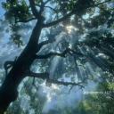 Khu vườn thư giãn Discord Server Banner