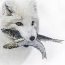 The Howl Network UK Discord Server Banner