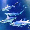 🦈๋࣭⭑ Shark Lovers Discord Server Banner