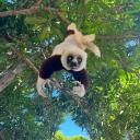 Explore Madagascar with Madacirc Discord Server Banner