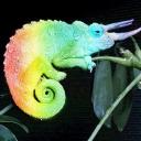 The Queer Chameleons Discord Server Banner