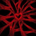 Euphoria comunnity Discord Server Banner