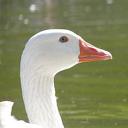 GeeseGoose Discord Server Banner
