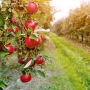 Apple Orchard Of Anarcy Discord Server Banner