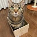 Slime Clash royale's clan Discord Server Banner