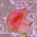 Luscious ♡ 18+ Discord Server Banner