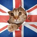 Dilly Dallying Discord Server Banner