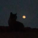 Whispers of the moon Discord Server Banner