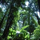 The Jungle Depo 🌴༉‧₊˚. Discord Server Banner