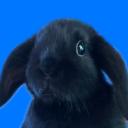 tetrolings Discord Server Banner