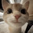 Muffin Cafe🧁 Discord Server Banner