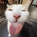 Le Epic Cat Server Discord Server Banner