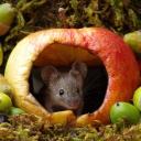 𝑻𝒉𝒆 𝑩𝒖𝒓𝒓𝒐𝒘 ᓚᘏᕐᐷ Discord Server Banner