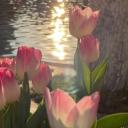 Klaus' and Ginny's Garden Discord Server Banner