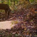 chess server Discord Server Banner