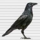 Lawyer Crow Discord Discord Server Banner