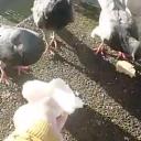 The Pigeon Club Discord Server Banner