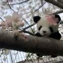 lazy pandas🐼 Discord Server Banner