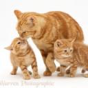 🦋 Little4Big 🐈 Discord Server Banner