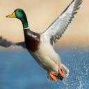 quack Discord Server Banner