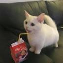 Dook Hut Discord Server Banner