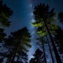 Evergreen Nights Discord Server Banner
