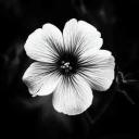 Obscura Discord Server Banner