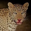 Lucid Discord Server Banner