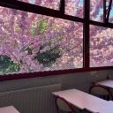 Sakura High Discord Server Banner