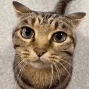 poovy Discord Server Banner