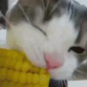 Kissasyömaissia Discord Server Banner