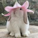 bunny home Discord Server Banner